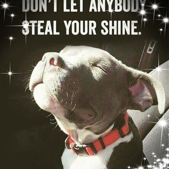 Meet your Posher, Sophia - Picture 1 of 1